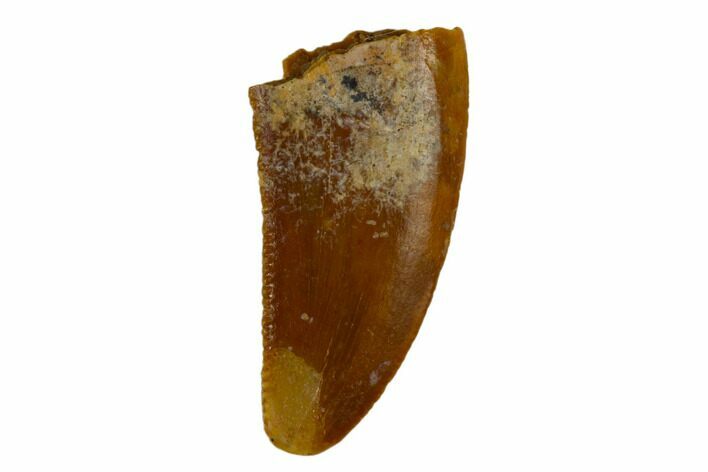 Serrated, Raptor Tooth - Real Dinosaur Tooth #115858